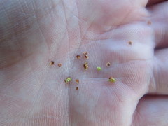 Rhynchospora recognita