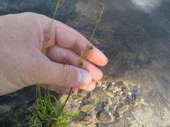 Rhynchospora recognita