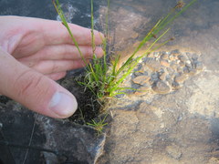 Rhynchospora recognita