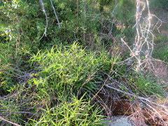 Helianthus longifolius