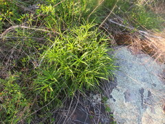 Helianthus longifolius