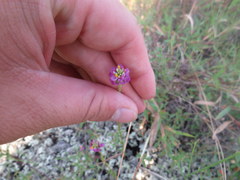 Polygala mariana