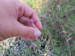 Polygala mariana