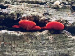 Crepidotus cinnabarinus