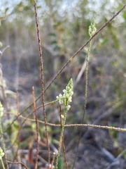 Polygala hecatantha