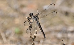 Libellula axilena