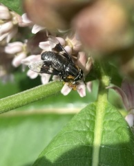 Chrysops cincticornis