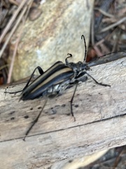 Stenocorus flavolineatus