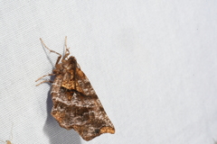 Selenia alciphearia