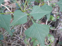 Erythrina numerosa