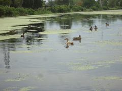 Anas platyrhynchos
