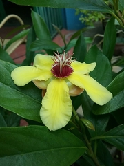 Dillenia sibuyanensis