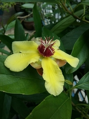 Dillenia sibuyanensis