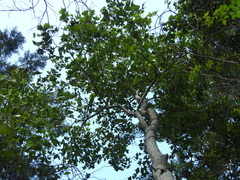 Erythrina numerosa