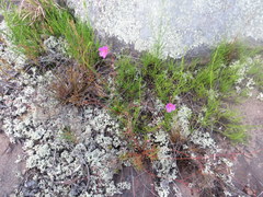 Phemeranthus mengesii