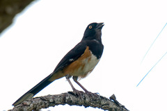 Pipilo erythrophthalmus alleni