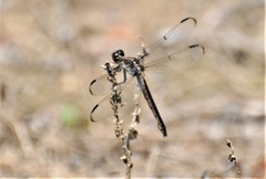 Libellula axilena