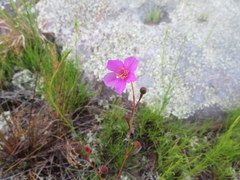 Phemeranthus mengesii