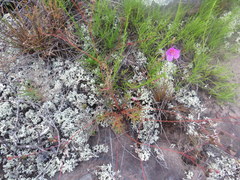 Phemeranthus mengesii