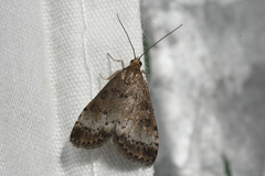 Udea inquinatalis