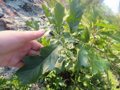 Quercus boyntonii