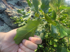 Quercus boyntonii