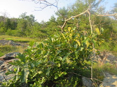 Quercus boyntonii