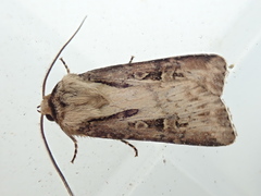 Agrotis vancouverensis