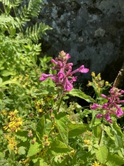 Stachys chamissonis cooleyae