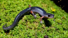 Plethodon shermani