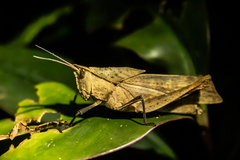 Colpolopha latipennis