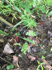 Botrychium neolunaria