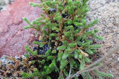 Selaginellaceae