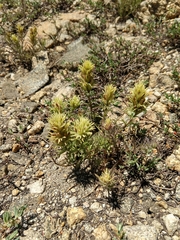 Castilleja nana