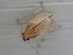 Colaspis brunnea