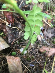 Botrychium neolunaria