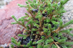 Selaginellaceae