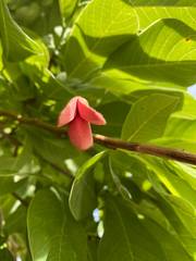 Annona macroprophyllata