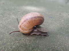 Cyclophorus martensianus