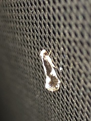 Monopis dorsistrigella