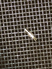 Monopis dorsistrigella