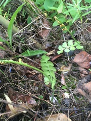 Botrychium neolunaria