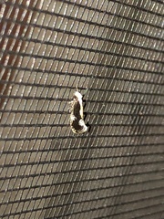 Monopis dorsistrigella