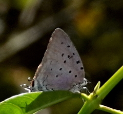 Pseudolycaena marsyas