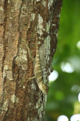 Anolis baleatus