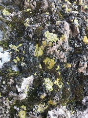 Gyalolechia desertorum