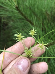 Cyperus retroflexus