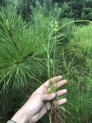 Cyperus retroflexus