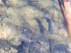 Cyprinodon nevadensis mionectes