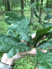 Quercus austrina